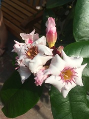 Strophanthus gratus
