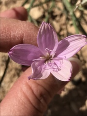 Lygodesmia grandiflora