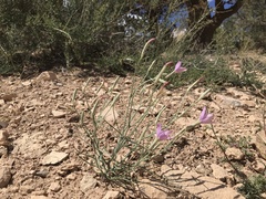 Lygodesmia grandiflora