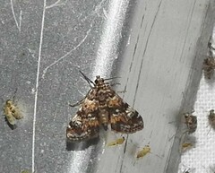 Elophila occidentalis