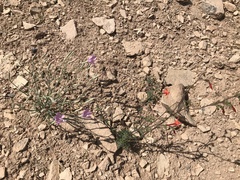 Lygodesmia grandiflora