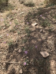 Lygodesmia grandiflora