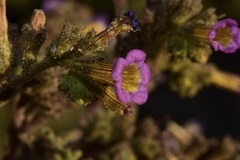 Phacelia bicolor