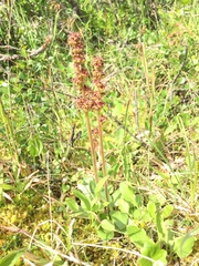 Micranthes hieraciifolia