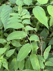 Polygonatum biflorum