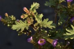 Phacelia bicolor