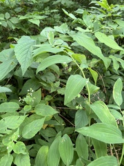 Polygonatum biflorum