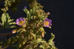 Phacelia bicolor