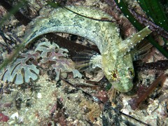 Heteroclinus adelaidae