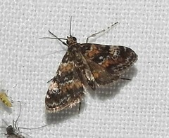 Elophila occidentalis