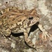 Fowler's Toad - Photo (c) Ty Smith, some rights reserved (CC BY-NC), uploaded by Ty Smith