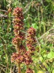 Micranthes hieraciifolia