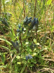 Gentiana glauca