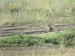 Spermophilus erythrogenys