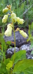 Heuchera alba
