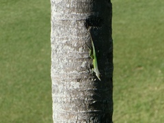 Anolis leachii