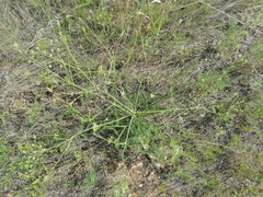Saposhnikovia divaricata