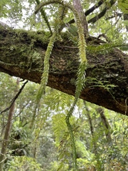 Phlegmariurus fordii