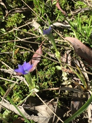 Gentiana prostrata