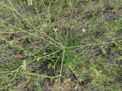 Saposhnikovia divaricata