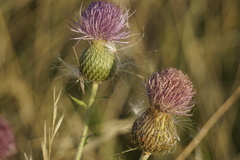 Cirsium engelmannii