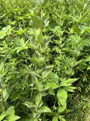 Silphium integrifolium