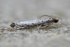 Neurobathra strigifinitella