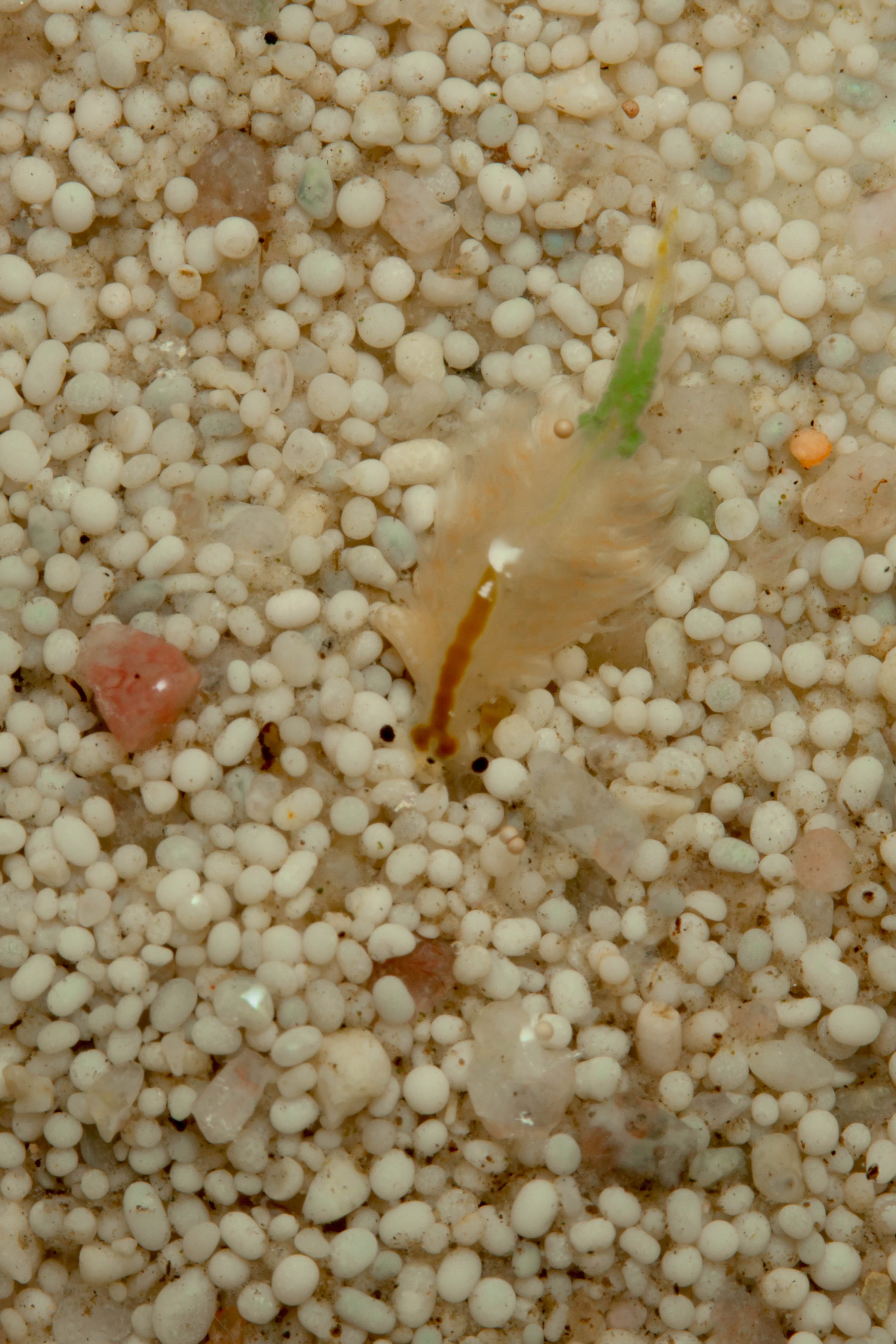 Artemia monica Verrill, 1869
