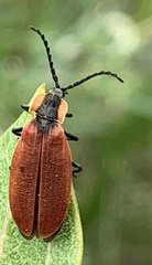 Lycus sanguinipennis