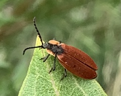 Lycus sanguinipennis