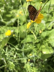 Melitaea athalia