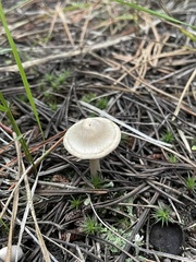 Clitocybe albirhiza