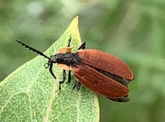 Lycus sanguinipennis