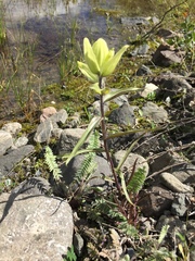 Castilleja pallida caudata
