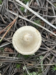 Clitocybe albirhiza