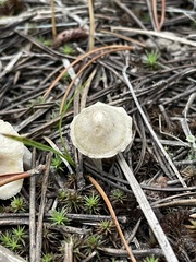 Clitocybe albirhiza