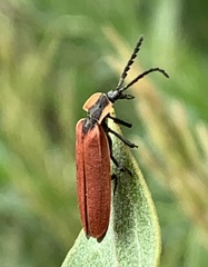 Lycus sanguinipennis