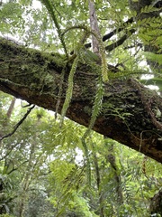 Phlegmariurus fordii