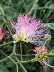 Albizia julibrissin
