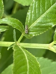 Agalliina
