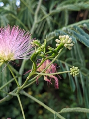 Albizia julibrissin