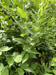 Silphium integrifolium