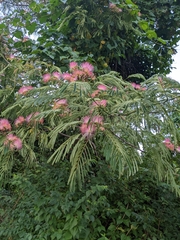 Albizia julibrissin