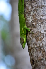 Anolis equestris persparsus
