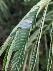 Albizia julibrissin