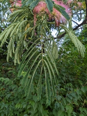 Albizia julibrissin