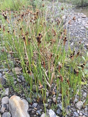 Juncus castaneus