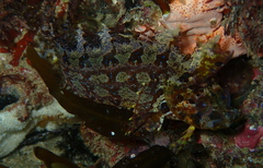 Heteroclinus roseus