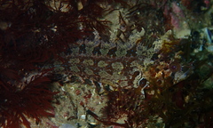 Heteroclinus roseus