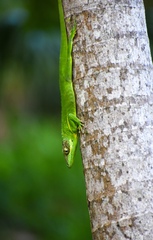 Anolis equestris persparsus
